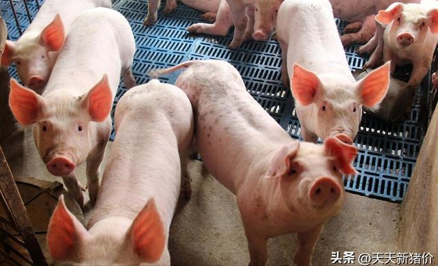 猪价有变！2025216全国各地生猪价格！机构预测猪价未来走势(图1)