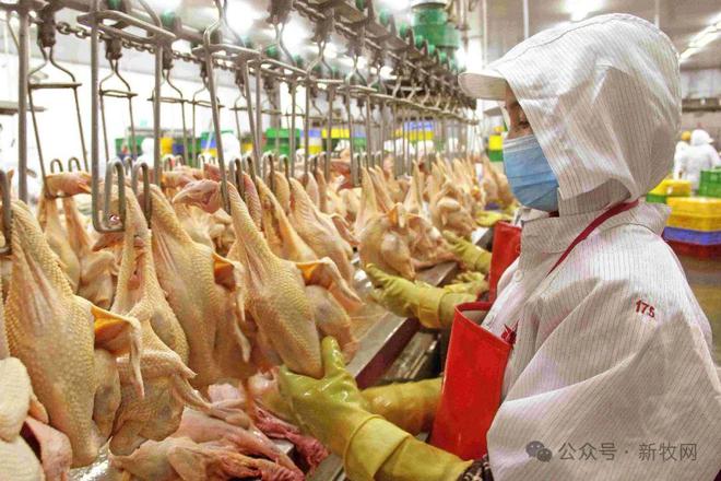 厨房小白秒变大厨温氏让中华土鸡美食融合年轻消费(图8)